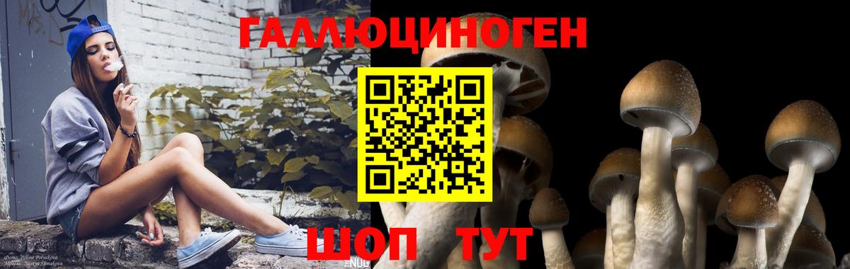 Галлюциногенные грибы Psilocybe  Вход с VPN  Аша 
